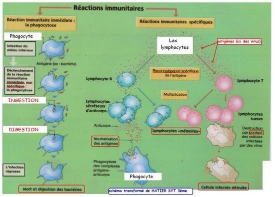 Schema bilan systeme immunitaire1